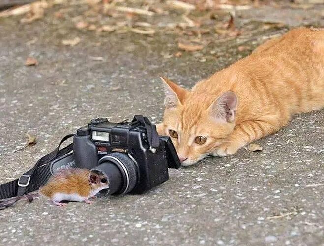 Photographe animalier