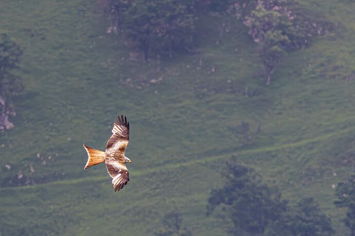 IMG_3368-Enhanced-NR