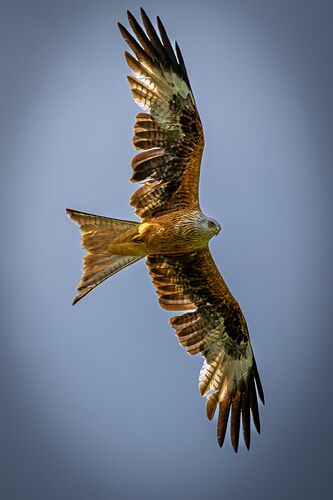 IMG_3193-Enhanced-NR