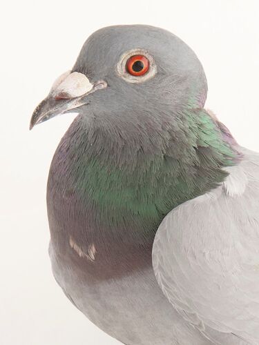 rock-pigeon_thumb_3x4