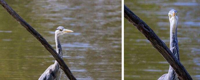 heron_meh
