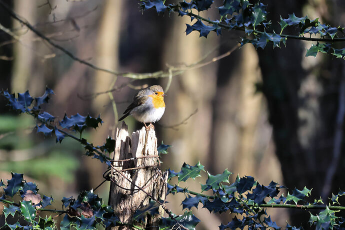 IMG_7474-Modifier