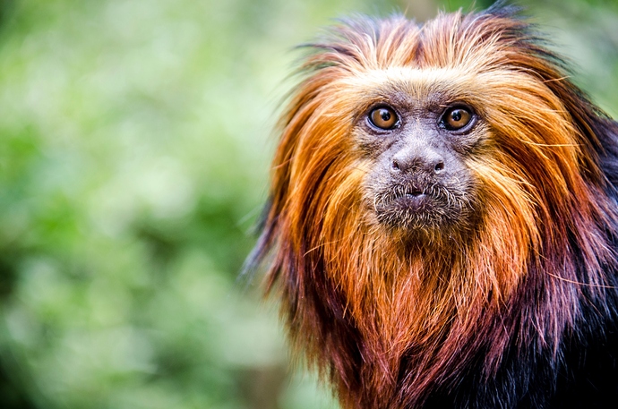 20140529 Zoo La Boissière Du Doré-11