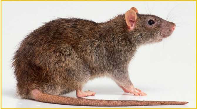rat2